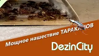 Уничтожение тараканов в сильно зараженной и запущенной квартире в Москве