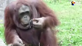 incredible.  Zoo Orangutan Sees A Bird Drowning And Decides To Save Him