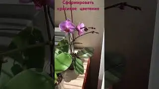 Сформировать красивый цветонос #orchid #комнатныерастения #орхидеи