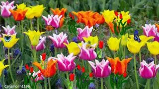 LA PRIMAVERA DE VIVALDI
