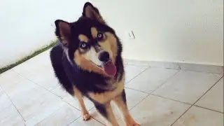 ESCOLHENDO MEU NOVO ANIMAL DE ESTIMAÇÃO