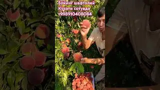 #uzbekistan #fruit #toshkent #fruitcultivation #farming #fruitfarming #garden