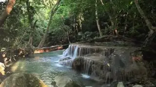 Relaxation // Bruit de l'eau et des animaux // Forêt tropicale 【1080p】