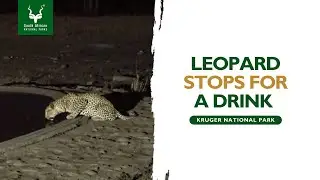 A leopard  having a drink.