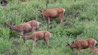 Group of White tailed deer on Mount Norquay Skupina jeleňov bielochvostých