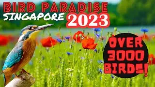 SG Bird Paradise 2023 (Over 3000 Birds!)