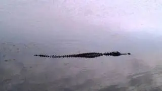 Alligator near Myrtle Beach, SC