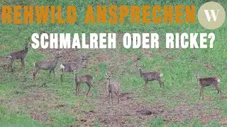 How to properly approach roe deer | Differentiation: Roe deer or doe? | WaldGeist