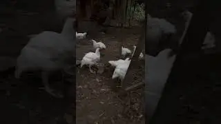 Cornish cross chickens waddling off to sleep #thedinosauromelette #raisingchickens #homesteading
