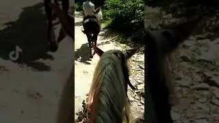 Хто куди а я на конях в гори!🏞️👍Яремче2021