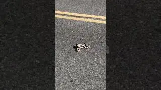 King snake eats a Rattlesnake (rattle snack )