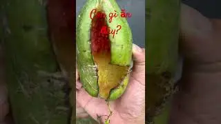 Trồng dưa hấu chuẩn oganic - Dưa chín cây mà bị con gì ăn? 