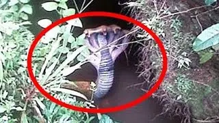 Mysterious Creatures Caught On Camera