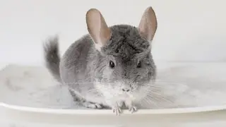 Chinchilla Rolling on a Dusty Plate