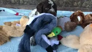 Lagotto puppies. Щенки лаготто