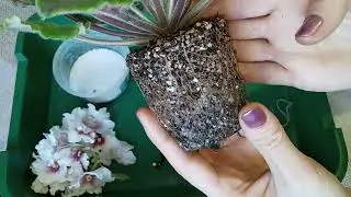 Как пересадить фиалку? Фиалки у Алисы.