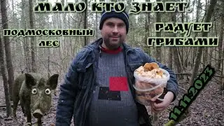 11.11.2023 сложно поверить, но в лесу все ещё есть грибы! Жёлтый ежовик, пробуем первый раз.