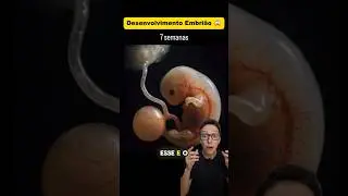 Embrião 😱 