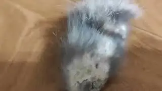 слово кота 85 часть