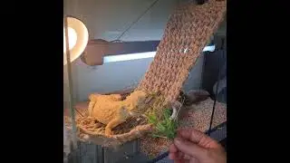 Агама ест горошек .