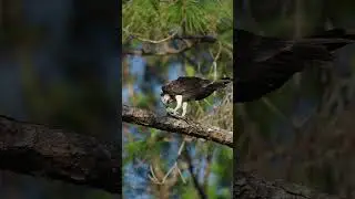 Osprey killing FISH! #sony200600 #sonyalpha #wildlife #birdsofinstagram #osprey #birds #birdsofprey