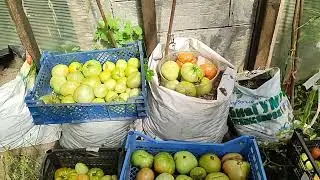 томат🍅мелиса кавказская овчарка очень урожайный