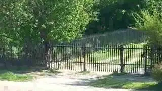 Don't mess up with this dog.