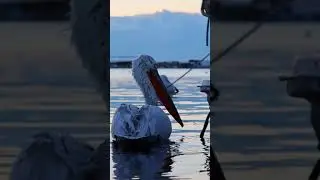 amazing bird   😳#shorts #viralshorts #fish #fishing #amazingfish #trendingshorts #tiktok #cow