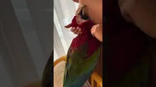 Petting with a macaw parrot