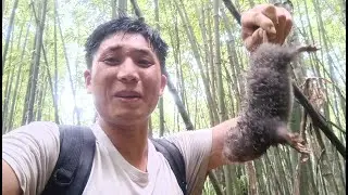 mien ton bắt được con này nhưng thả đi,caught a bamboo rat but didn't eat it, so released it