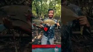 GT Di Makan Hiu