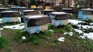 Почему не стоит спешить с весенним сокращением гнезд