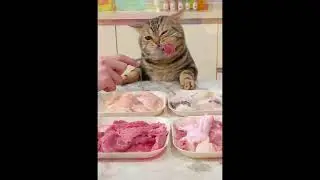 Gluttonous Cat Series #2