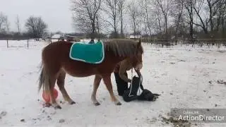 Заездка лошади. Первая седловка.