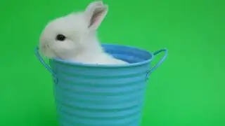 baby cute rabbit 🐇or new born adorable bunny on green screen