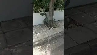 Κάκτοι στο πεζοδρόμιο και οι πεζοί στο δρόμο