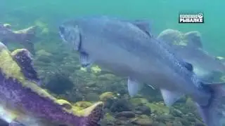 ТИХООКЕАНСКИЕ ЛОСОСИ . О чём молчат рыбы 95. Pacific salmon. Pacific trout. Pazifische Lachse.