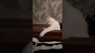 Самый лучший кот в мире #2 (\/)_(°_°)_(\/)