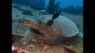 Seatiger wreck diving with a TURTLE