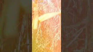 Осенний лес под листопадом
