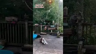 Sunrise at the Diner with Stripes the Skunk. Peanut Butter Club Diary