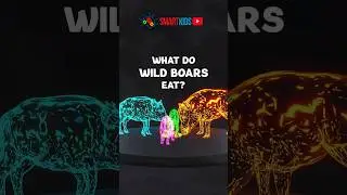 🐗 What do wild boars eat?