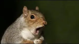 QUÉ PASA CON LAS ARDILLAS I Mini documental