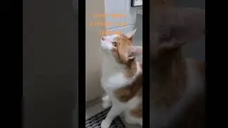 стоит зайти в туалет, а кот уже там😆 #кот #рыжий #юмор