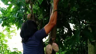 Kakao ang masarap ||