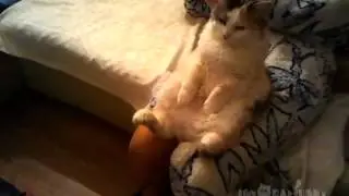 Кошак смотрит телек, прямо как Светлаков)))