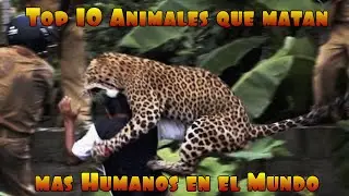 Top 10 Animales que matan más Humanos en el Mundo