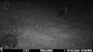 Fox and hog