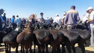 25.08.2024 НАСИЛЛИК КУЧКОРЛАРНИ САРАЛАРИ ЧИКДИ КАРШИ КАРВОН МОЛ БОЗОРИГА