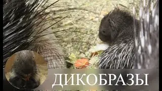САМОЕ ОЧАРОВАТЕЛЬНОЕ И ОПАСНОЕ ЖИВОТНОЕ - ДИКОБРАЗ!